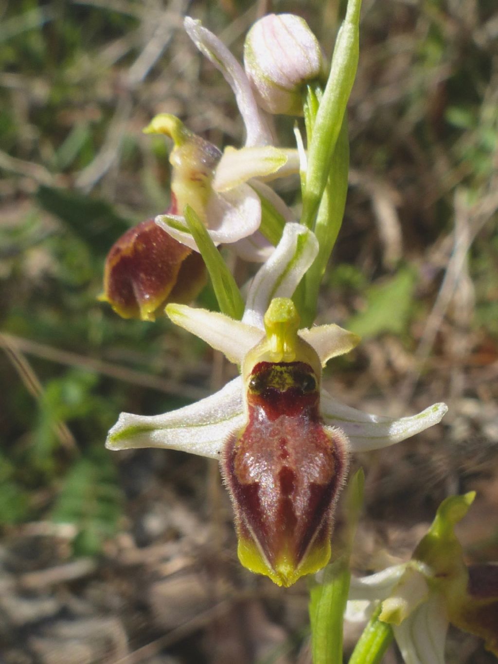 Identificazione orchidea No. 2